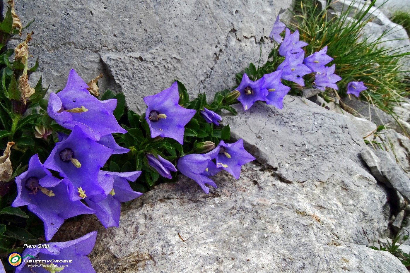 24 Campanula di Raineri.JPG -                                